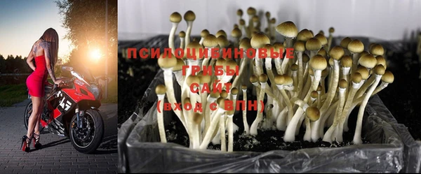 стаф Баксан